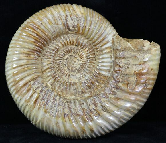 Perisphinctes Ammonite - Jurassic #31756